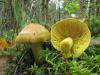 Собираем и употребляем грибы зеленушки Общие данные и описание