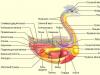 A csirke anatómiai szerkezetének jellemzői