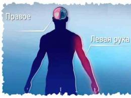 Типы высшей нервной деятельности: описание, особенности и характеристики
