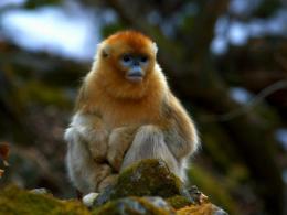 Mono dorado de nariz chata (Pygathrix roxellana)