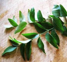 Листья карри — секретный ингредиент индийских блюд