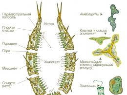 L'origine degli animali multicellulari La prova della relazione degli animali unicellulari multicellulari è