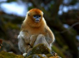 Majmun sa zlatnim nosom (Pygathrix roxellana)