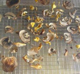 How to properly dry mushrooms at home