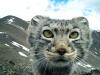 What does the predatory cat Manul look like and where does it live?