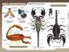 Hol találhatók skorpiók?  Skorpió csillagjegy.  A fő különbségek a rovaroktól