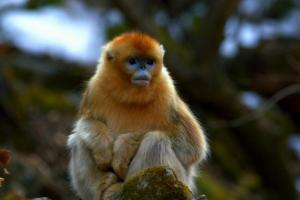 Golden snub-nosed monkey (Pygathrix roxellana)