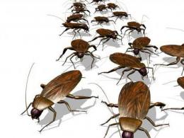 Perché gli scarafaggi sognano Scarafaggio morto in un sogno