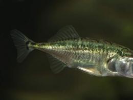 Trispygliuotis lazdelė – žuvies ir jos gyvenimo būdo aprašymas