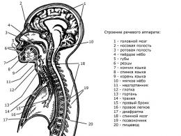 Perifer talapparat