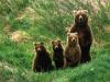 Domande sul rapporto sull'orso bruno