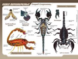 Where are scorpions found?  Zodiac sign Scorpio.  Main differences from insects