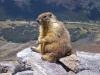 Marmotta alpina - uno stile di vita di una marmotta - dove vive la marmotta alpina Nella foto, marmotte alpine