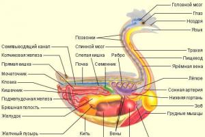 Značajke anatomske strukture piletine