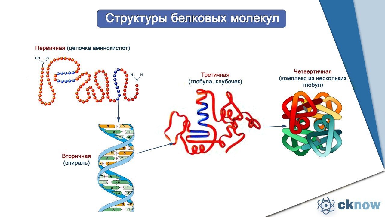 Назовите структуру белковой молекулы изображенную на рисунке какие взаимодействия и химические связи