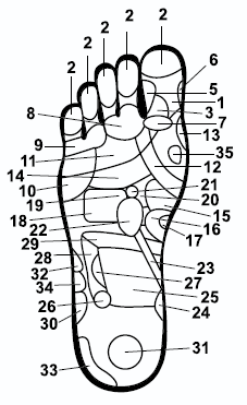 Акупунктурные точки стопы схема. Акупунктурные точки на стопе человека схема. Акупунктурные точки на стопах ног схема. Активные точки акупрессуры на правой и левой стопах.